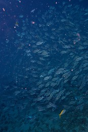 Thailand 2015 - Ko Tao - Vivaneau Hublot - Lutjanus russellii _IMG_3532_rc